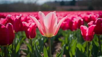 ai généré rose tulipe Floraison dans rouge tulipes champ en dessous de printemps lumière du soleil photo