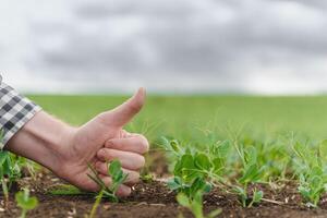 agriculteur est en train d'étudier le développement de légume petits pois. agriculteur est soins pour vert pois dans champ. le concept de agriculture. agriculteur examine Jeune pois pousse dans une cultivé agricole zone. photo