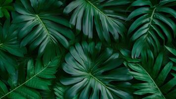 ai généré vert tropical feuilles toile de fond avec monstère, palmier, fougère photo