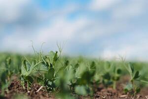 Frais Jeune vert pois les plantes dans le sol sur le champ de bonne heure heure dans le printemps jardin. le ferme où elles ou ils grandir petits pois. le Matin Soleil brille sur pois sans pour autant fleurs. vert champ avec espace pour texte photo