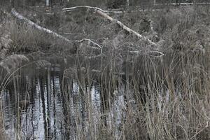 la nature Contexte photo