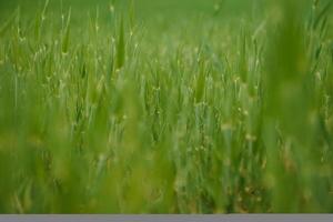 Jeune blé champ est une pittoresque photo