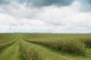 niveau lignes de groseilles plantation, Naturel fruit des produits. photo