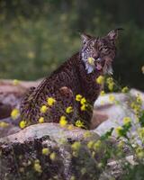 une Lynx est séance sur une Roche dans le les bois photo