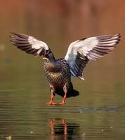 une canard se répand ses ailes tandis que permanent sur l'eau photo