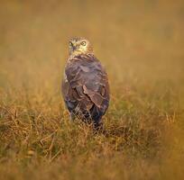 une oiseau est permanent dans le herbe avec une brumeux Contexte photo