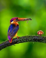 une coloré oiseau avec une longue le bec séance sur une branche photo