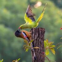 une petit oiseau est séance sur une branche photo