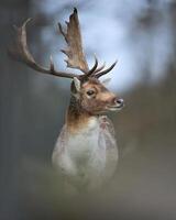 une cerf avec grand bois permanent dans le les bois photo