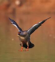 une canard se répand ses ailes tandis que permanent sur l'eau photo