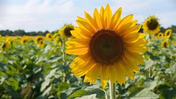 ai généré gros tournesol sert comme la nature Contexte pour site Internet bannières photo