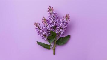 ai généré lilas fleurs buisson isolé sur une nettoyer blanc Contexte photo