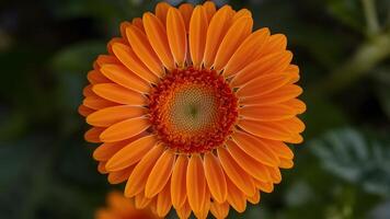 ai généré image de stock proche en haut coup points forts brillant vibrant Orange Gerber Marguerite Floraison photo