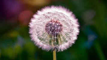 ai généré magnifique pissenlit fleur avec coloré bokeh arrière-plan, macro coup photo