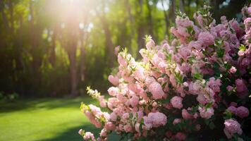 ai généré rose épanouissement fleurs buisson contre ensoleillé paysage Contexte avec bokeh photo