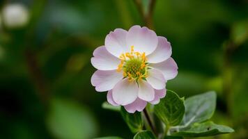 ai généré sauvage bergamote fleur isolé sur blanc arrière-plan, fleurs sauvages concept photo