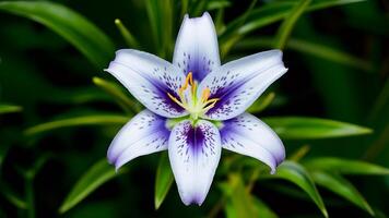 ai généré bleu lis fleur isolé sur blanc arrière-plan, fermer la nature photo