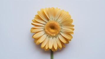 ai généré Cadre isolé Jaune Marguerite fleur capture attention sur blanc toile de fond photo