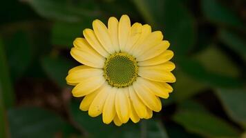 ai généré matière isolé Jaune Marguerite avec vif vert centre sur blanc toile de fond photo