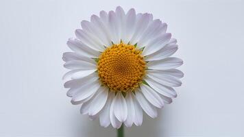 ai généré camomille fleur isolé sur blanc crée une captivant macro coup photo