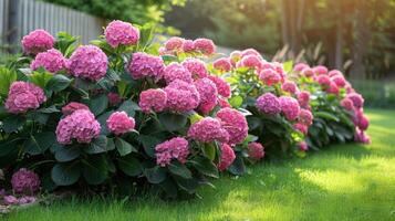 ai généré magnifique brillant Contexte de une été jardin avec une floraison rose hortensia buisson photo