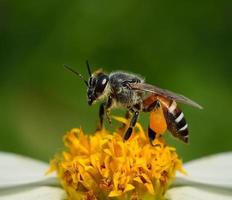 gros plan abeilles sur fleur photo