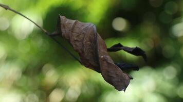 feuille sèche avec arrière-plan flou photo