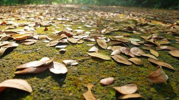 feuilles tombant des branches des arbres au sol photo