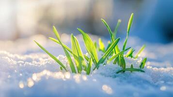 ai généré vert herbe dans c'est maintenant dans une ensoleillé journée photo