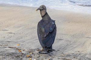 vautour noir tropical sur la plage de botafogo rio de janeiro brésil.