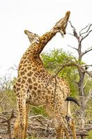 beau couple majestueux girafes parc national kruger safari afrique du sud. photo