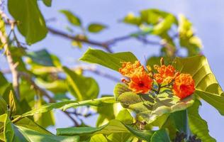 kou cordia subcordata arbre à fleurs avec ciel bleu au mexique.