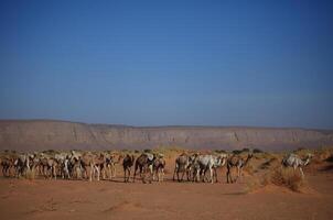 chameaux dans le désert dans saoudien Saoudite photo