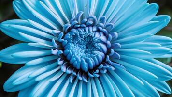 ai généré fermer de chrysanthème bleu fleur avec non ombres photo