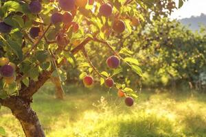 ai généré biologique délice rouge prune croissance dans une scénique verger photo