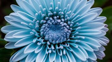 ai généré fermer de chrysanthème bleu fleur avec non ombres photo