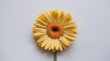 ai généré Cadre isolé Jaune Marguerite fleur capture attention sur blanc toile de fond photo