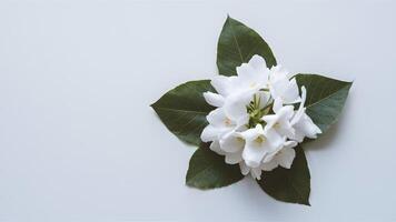 ai généré élégant blanc jasmin fleur isolé sur nettoyer blanc toile de fond photo