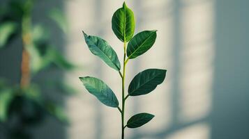 ai généré Jeune plante pousse avec Frais vert feuilles et doux lumière photo