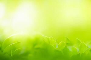 nature de la feuille verte dans le jardin en été. feuilles vertes naturelles plantes utilisant comme fond de printemps page de couverture verdure environnement écologie fond d'écran photo