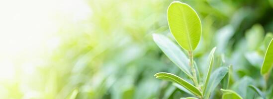 ensoleillé vert feuille proche en haut, Naturel beauté avec copie espace pour écologie concept. photo