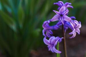 fleurs dans une fleur lit, fleurs Floraison dans printemps, fleurs dans printemps, fleur lit photo