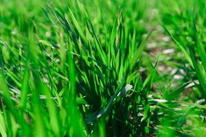 printemps herbe sur le champ, vert herbe, herbe grandit sur le champ, champ dans printemps photo