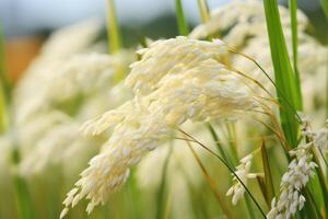 ai généré une proche en haut de délicat riz fleurs balancement dans une calme paddy champ brise. génératif ai photo