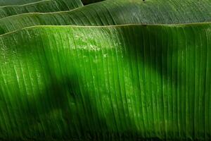 vibrant macro tir, banane feuille dans se concentrer. photo