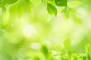 heure d'été vert feuille la nature dans une jardin. en utilisant luxuriant vert les plantes comme le printemps Contexte couverture image fond d'écran .avec nature, écologie, et verdure photo