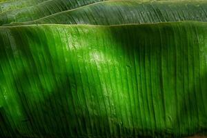 vibrant macro tir, banane feuille dans se concentrer. photo