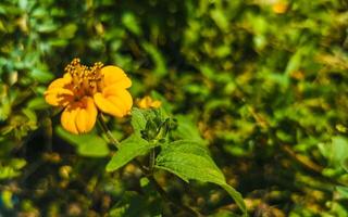 belles fleurs et plantes tropicales jaunes au mexique. photo