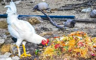 coq et les poules poulets dans la nature sur ferme dans Mexique. photo