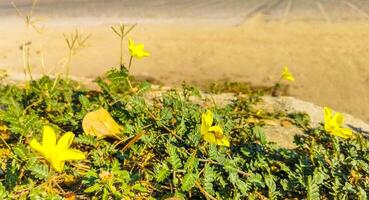 belles fleurs et plantes tropicales jaunes au mexique. photo